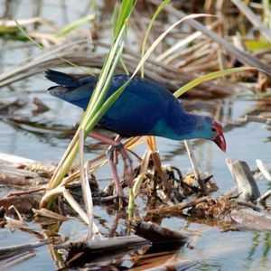 Meet your Posher, Shari